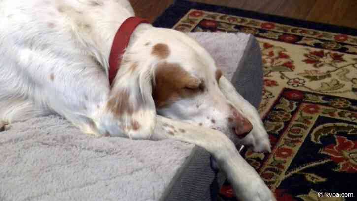 Lost dog returns home after found in prison