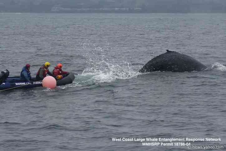 Rescuers free entangled humpback whale off California coast