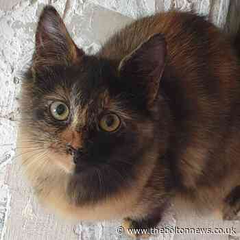 Hundreds of pet animals abandoned in Greater Manchester