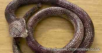 Deadly venomous snake in County Durham turns out to be abandoned rubber toy