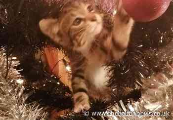 'I'm glad it's not just me': Owners share pics of pets wreaking havoc this Christmas