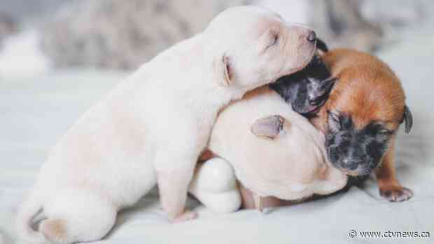 Puppies may be making people sick, CDC says