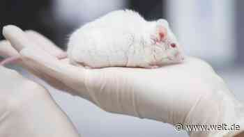 Landwirtschaftsministerium veröffentlicht Versuchstierzahlen für 2018