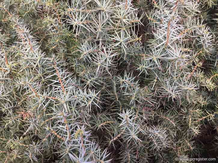 Gardening: That rare endangered species? Turned out to be a common plant