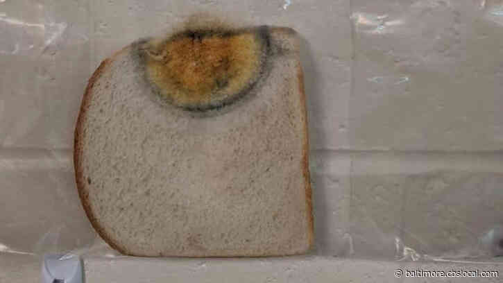 ‘This Is So Disgusting!’: School Experiment Shows Importance Of Hygiene