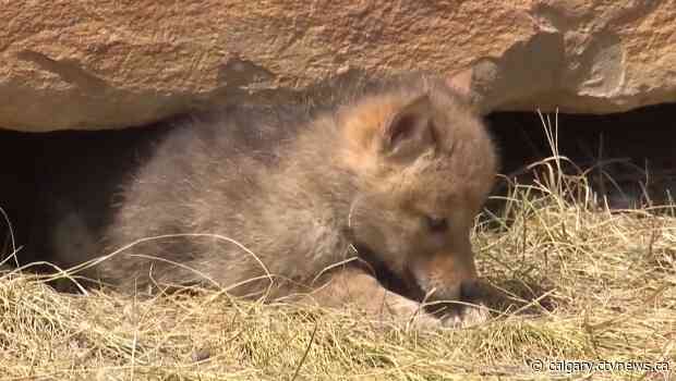 Calgary crews containing coyote dens with concrete