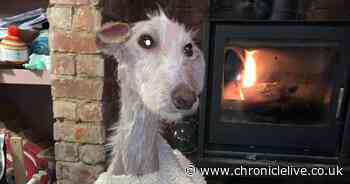 Search for owners of emaciated lurcher abandoned and left for dead in Blyth