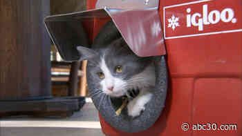 Coolers Turned Into Cat Shelters