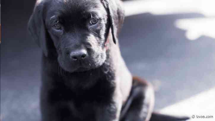 4 Your Health: CDC says pet store puppies may be linked to outbreak of multidrug-resistant infection