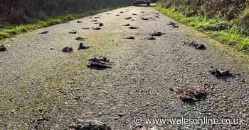 Test done on 300 birds found dead in Welsh lane leave scientists baffled
