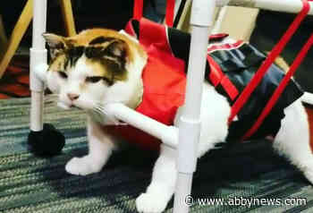 VIDEO: Wanda, a severely overweight cat, sheds 10 pounds with help from B.C. vet