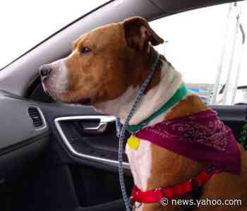 Dog found 2,000 miles from home made it back before the holidays