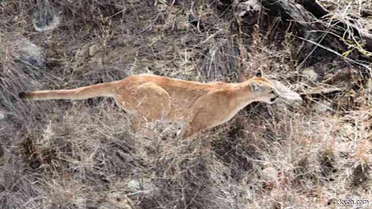 AZ Game and Fish to conduct aerial surveys next month