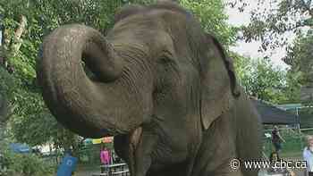 Supreme Court to decide whether to hear animal welfare case involving Lucy the elderly elephant