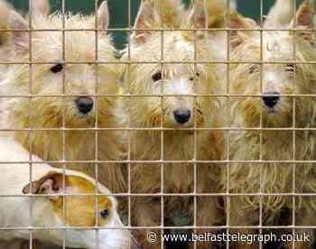 Animal welfare prosecutions in Northern Ireland doubled in 2018, figures reveal