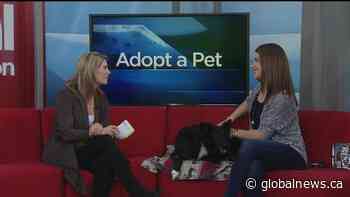 Ginny looks for a home from Saskatoon SPCA