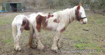 Man, 27, banned from keeping animals after being caught beating a pony