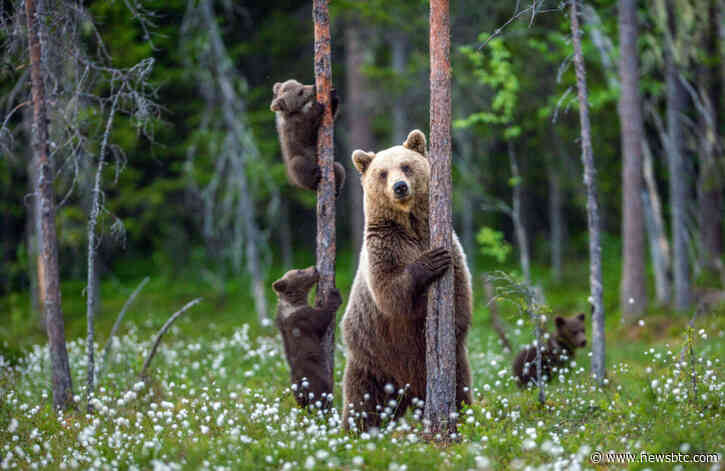 Bitcoin Marks Biggest Daily Gain in 7 Weeks, And It Could End the Bear Market