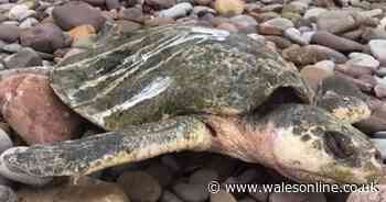 Critically endangered and rare turtle washes up on Swansea beach