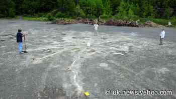 ‘World’s oldest forest’ found in abandoned quarry