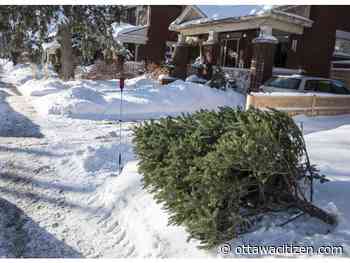 Ariganello: How to make the holidays greener, without being a Grinch