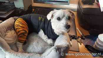 Hondje zwaar toegetakeld door Stafford, schadevergoeding voor getraumatiseerde eigenaar