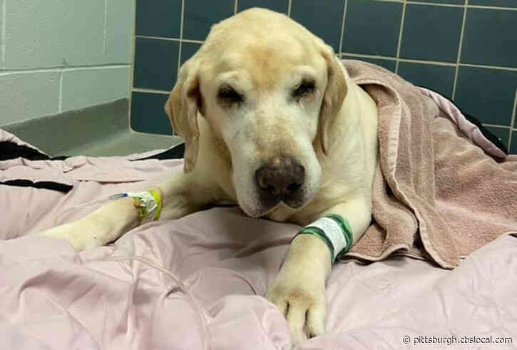 Dog Hit By Car Undergoes Surgery After Brother Stays By His Side Waiting For Help