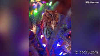 Georgia family finds owl living in Christmas tree