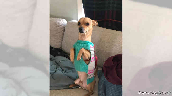 Chihuahua mix Beau is full of fun and play