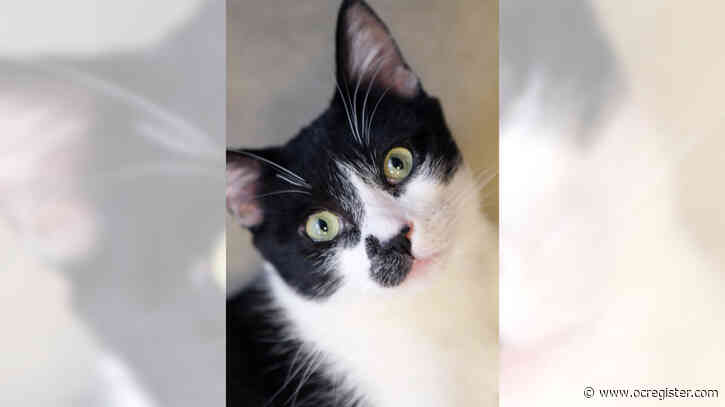 Pinto is a cat with personality plus