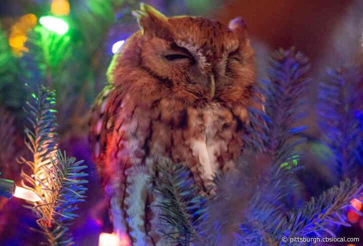 ‘Oh My Gosh!’: Family Finds Owl Hiding In Their Christmas Tree