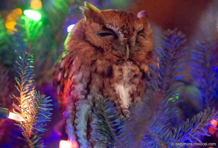 ‘Oh My Gosh!’: Family Finds Owl Hiding In Their Christmas Tree