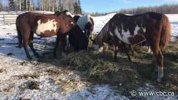 Crown stays 60 animal cruelty charges against Alberta woman