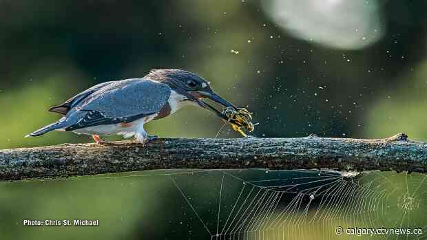 Christmas Bird Count turns December into prime time for Canadian bird watching