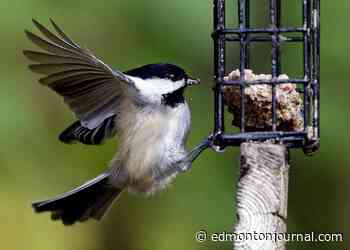 Notes from the Dome: Shallow gas well tax break extended; annual bird count is on