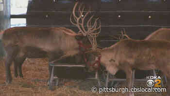 Pennsylvania Clears Santa’s Reindeer For Christmas Eve Takeoff