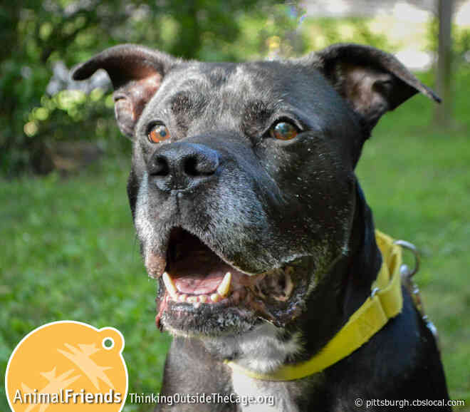 Furry Tails: Montel, Bella & Jack Frost Are Waiting For Forever Homes