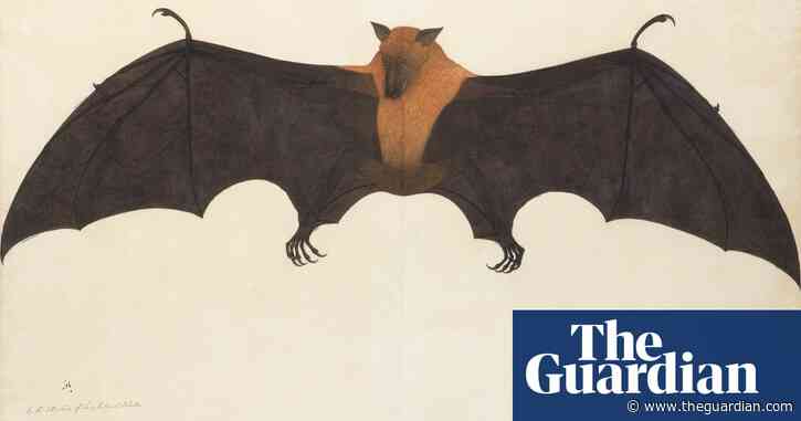 Bhawani Das’s Great Indian Fruit Bat