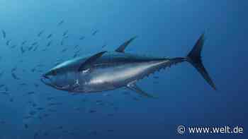 „Wenn der Fisch eine zu rote Farbe hat, bin ich alarmiert“