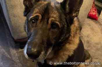 Dog recovers from emergency surgery after eating three feet of tinsel
