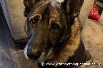 Dog recovers from emergency surgery after eating three feet of tinsel