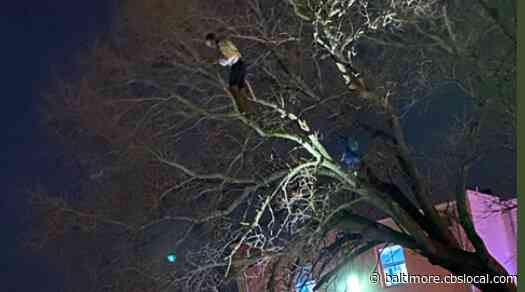 Police: Woman Perched In Tree Rescued By Officers