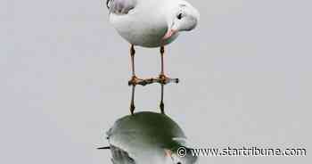 Why do inland cities like St. Paul have so many seagulls?