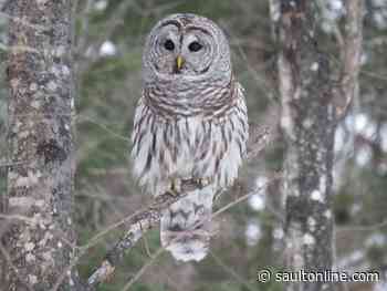 The Sault Ste. Marie Christmas Bird Count Is Complete!