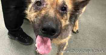 Dog owner banned from keeping pets after German Shepherd left to suffer before being put down