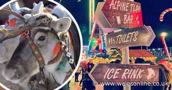 Carmarthen's Winter Wonderland cancels reindeer event after backlash from animal rights groups