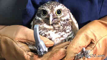 Lindsay Wildlife Experience and anonymous Engineers are helping an injured owl put her best foot forward