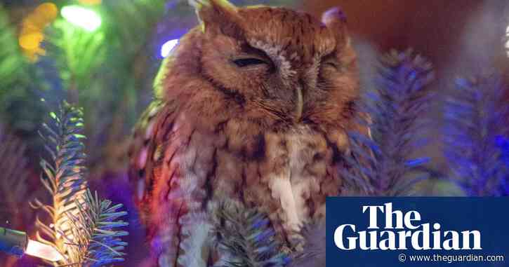 Family finds owl in Christmas tree after a week: 'He was hugging the trunk'