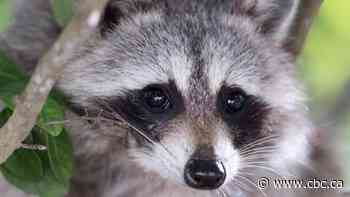 'It's very rare': 11 raccoons found stuck in a Leslieville porch