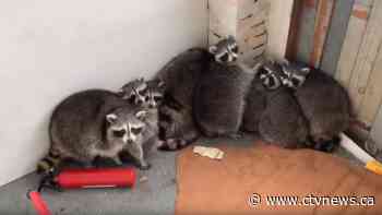Caught on video: Eleven huge raccoons removed from Toronto porch